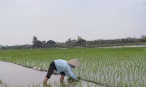 Cẩn trọng đại dịch chuột bùng phát trong vụ đông xuân ấm 