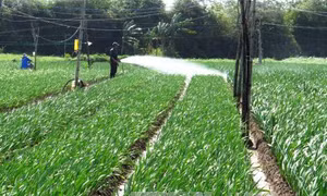 Mưa liên tục, hoàn trả nửa tiền thuê mặt bằng Chợ hoa Xuân 