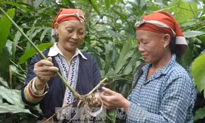 Nâng cao vị thế phụ nữ vùng đồng bào dân tộc thiểu số 