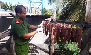 Xử lý nhiều phương tiện vận chuyển động vật, thủy sản vi phạm