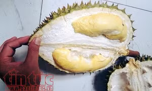 TP Hồ Chí Minh