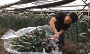 Thời tiết thất thường, hoa "cười" người "khóc"