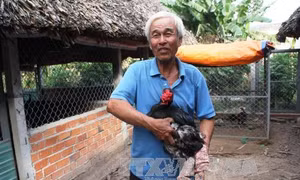 Săn lùng gà 9 cựa cầu lộc đầu xuân