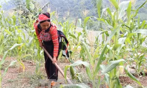 Tín dụng chính sách: Tỷ lệ nợ quá hạn, nợ khoanh giảm xuống còn 0,81%