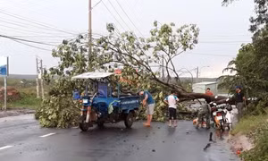 Bình Phước: Mưa to kèm lốc xoáy khiến nhiều nhà tốc mái, cây đổ