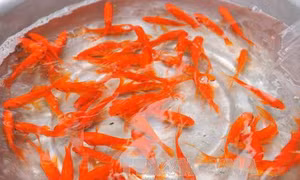 Cá chép đỏ Thủy Trầm vượt cổng làng vươn xa 