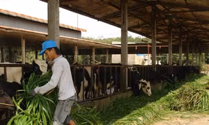 Ngành nông nghiệp ĐBSCL thích nghi với biến đổi khí hậu 