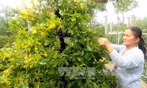 Thời tiết thất thường, rầu lòng người trồng mai Tết