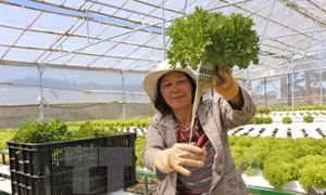 Chủ tịch Hội Nông dân: Đầu ra cho nông sản bị động do thiếu chính sách liên kết