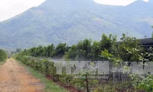 500 tỷ đồng giúp Quảng Trị phát triển cây mắc ca 