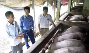 Mô hình nuôi lợn gia công 'sống khỏe' bất chấp giá lợn hơi giảm kỉ lục