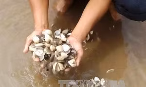 Nghêu, hàu chết hàng loạt ở Bạc Liêu là do sốc nước 