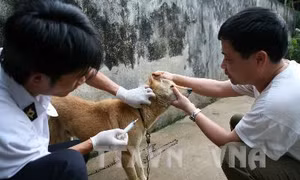Nghệ An: Xã có 53 người bị chó cắn đang giám sát chặt bệnh dại