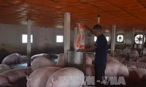 Ngân hàng vào cuộc tháo gỡ khó khăn cho ngành chăn nuôi 