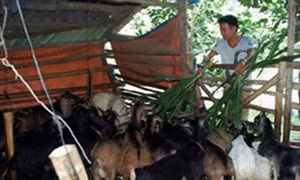 Hỗ trợ sinh kế giúp người dân miền núi thoát nghèo bền vững
