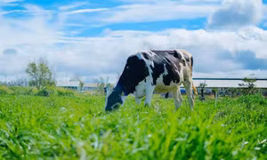 Vinamilk tiên phong nâng cao chất lượng ngành sữa với trang trại Organic đầu tiên tại Việt Nam