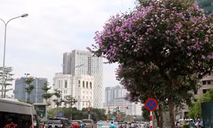 Hoa bằng lăng rợp tím trời Hà Nội