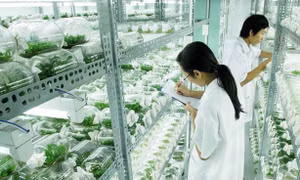 Nông nghiệp công nghệ cao hấp dẫn nhiều nhà đầu tư Việt
