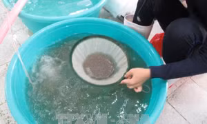 Nâng chất lượng sản xuất tôm giống Ninh Thuận