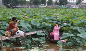 Chen chân chụp ảnh sen Hồ Tây