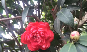 Hoa trà cổ, thú chơi tao nhã ngày Tết