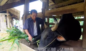 'Phao cứu sinh' cho người nghèo ở Na Hang