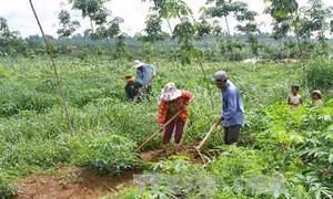 Giải quyết đất sản xuất cho đồng bào dân tộc thiểu số nghèo