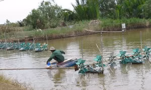 Tiền Giang: Biến Gò Công thành vùng trọng điểm xuất khẩu thủy sản