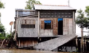 Trên 5.000 hộ dân Cà Mau đối diện nguy cơ sụt lún, sạt lở cao