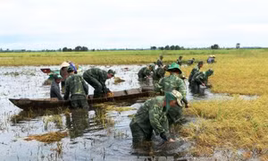 Long An: Giúp dân thu hoạch, cứu hơn 30.000 ha lúa Hè Thu do lũ về sớm 