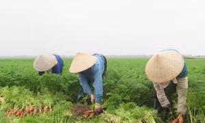 Hải Dương: Rau vụ đông được mùa, mất giá