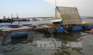 Thanh niên Quảng Trị tiên phong phát triển sinh kế sau sự cố môi trường