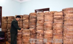 Bắt giữ một vụ gỗ nghiến được sơ chế dạng thớt lớn nhất từ trước đến nay 