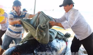 Cá Ông nặng hơn 700 kg dạt vào bờ biển Quảng Ngãi với nhiều vết thương