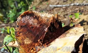 Liên tiếp xảy ra các vụ phá rừng đặc dụng tại xã Pá Khoang, Điện Biên