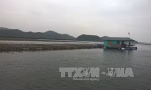 Xác định nguyên nhân hàng nghìn tấn hàu chết ở Quảng Ninh