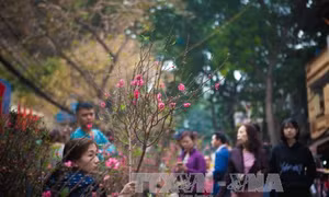 Tết không bắn pháo hoa, dân Thủ đô nháo nhác tìm chỗ đón Giao thừa