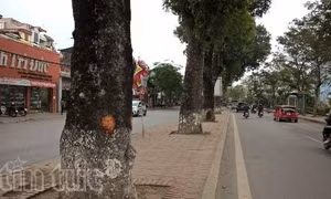 Chưa có cơ sở về âm mưu phá hoại đối với việc xà cừ bị đẽo vỏ