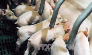 Nhiều công ty chăn nuôi Trung Quốc lao đao vì giá thịt lợn giảm 