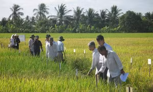 Tiền Giang chống hạn mặn bảo đảm thu hoạch chắc 28.000 ha lúa 