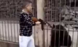 Clip người đàn ông dùng súng AK bắn gấu vì... tò mò gây phẫn nộ
