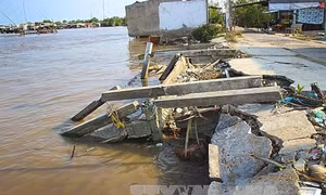 Cà Mau có gần 30 điểm sạt lở nghiêm trọng
