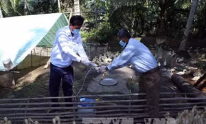 Nam Định tập trung ngăn cúm gia cầm A/H5N1 lan rộng 