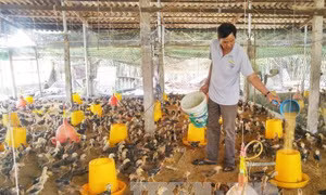 Phát triển vùng nguyên liệu nông, thủy sản gắn với chế biến và tiêu thụ 