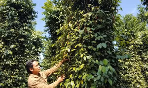 Phát triển vượt... thống kê, giá tiêu thấp kỷ lục 