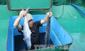 Ngư dân Hà Tĩnh trúng lớn mẻ cá Thu Trồi, thu về hàng trăm triệu đồng