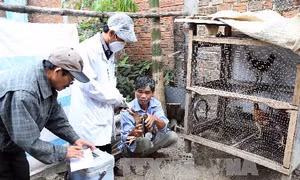 Đà Nẵng tăng cường phòng, chống dịch cúm gia cầm