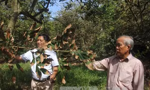 Nhà vườn hoang mang vì chôm chôm cháy lá lúc trổ bông