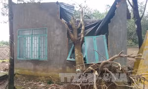 Lốc xoáy làm nhiều diện tích cây hồ tiêu, cao su bị gãy đổ 
