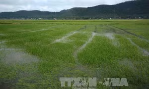 Nam Định tập trung chống úng cứu lúa